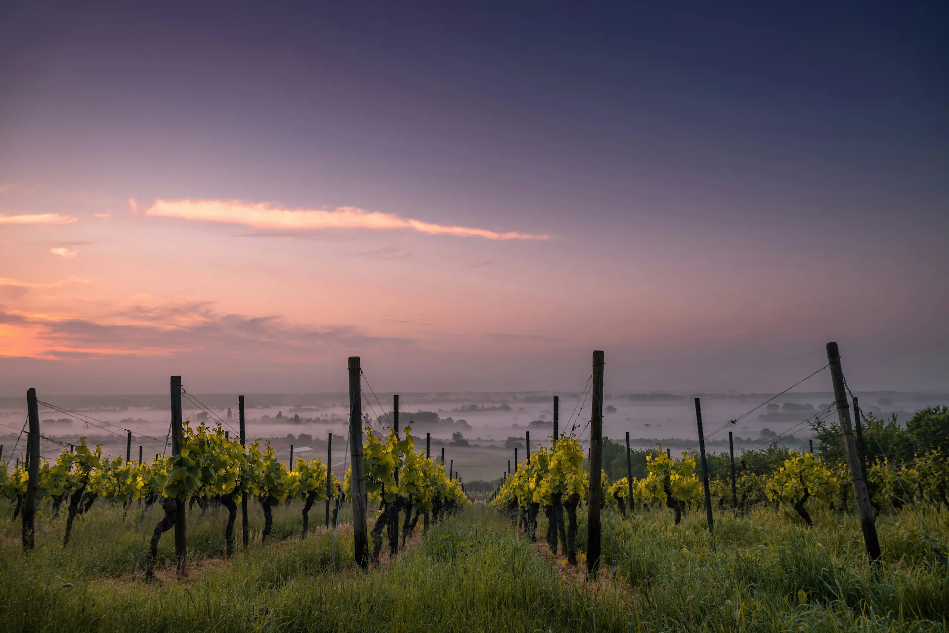 Vignobles de la Côte des Bar, terroir des champagnes aubois servis au Juvenal Troyes